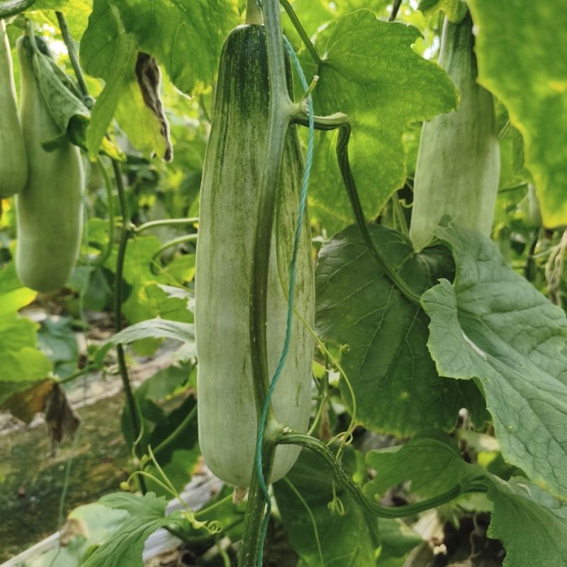 汇蔬新蜜杂交一代羊角蜜甜瓜种子连续结瓜能力强含糖量高