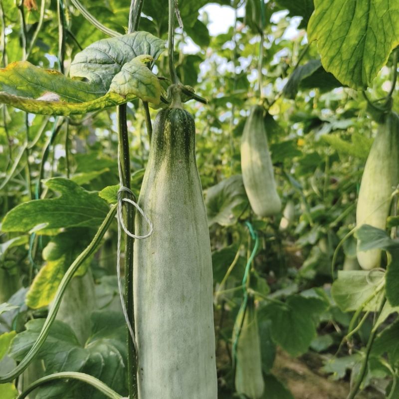 汇蔬新蜜杂交一代羊角蜜甜瓜种子连续结瓜能力强含糖量高