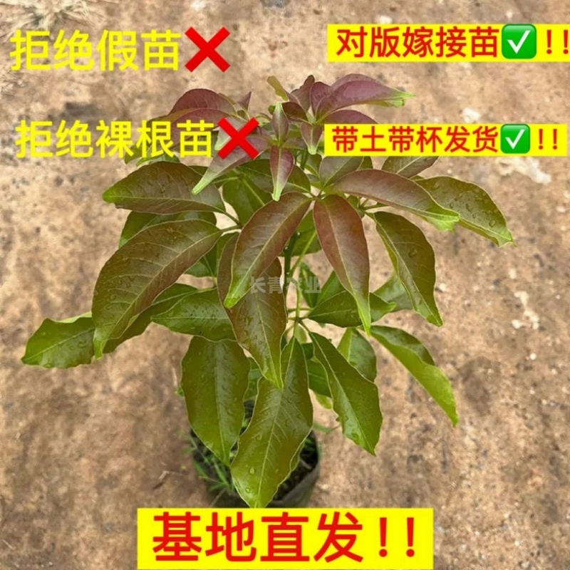 广西灵山县武利镇白柿状元红冰淇淋果树苗精品苗0.8公分起