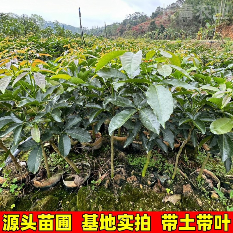 广西灵山县武利镇白柿状元红冰淇淋果树苗精品苗0.8公分起