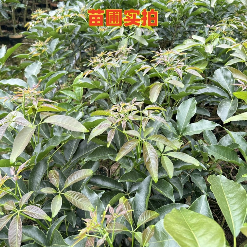 广西灵山县武利镇白柿状元红冰淇淋果树苗精品苗0.8公分起