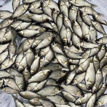 活冻小鲫鱼，饲料鱼