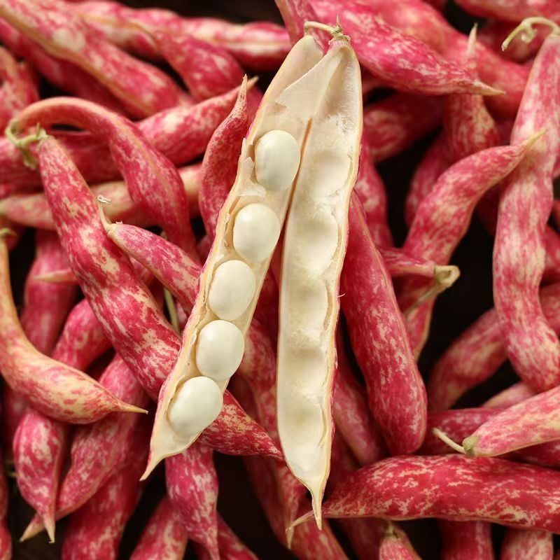 荣鼎红金钩油豆种子孑黄金勾豆角彩色芸豆东北特色蔬菜种子