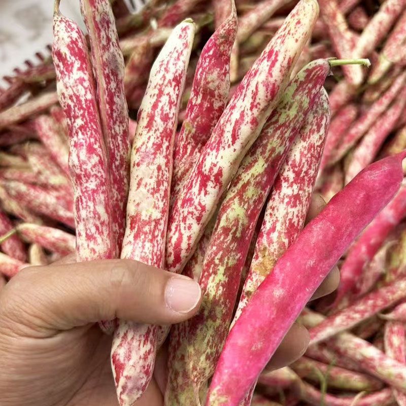 荣鼎红金钩油豆种子孑黄金勾豆角彩色芸豆东北特色蔬菜种子