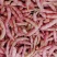 荣鼎红金钩油豆种子孑黄金勾豆角彩色芸豆东北特色蔬菜种子