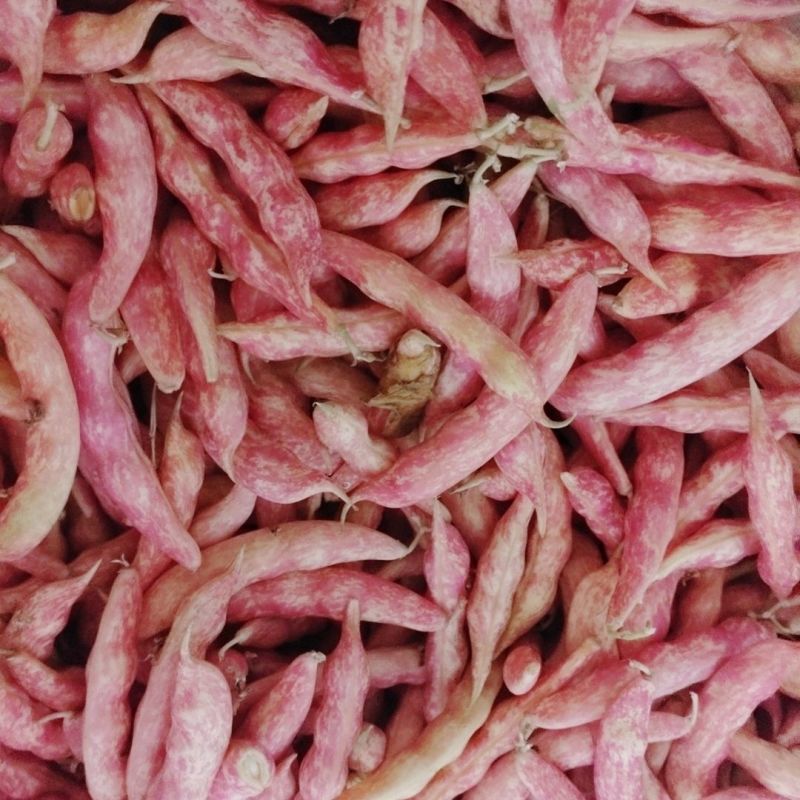 荣鼎红金钩油豆种子孑黄金勾豆角彩色芸豆东北特色蔬菜种子
