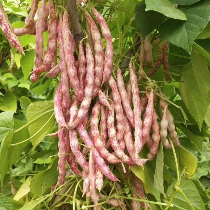 荣鼎红金钩油豆种子孑黄金勾豆角彩色芸豆东北特色蔬菜种子