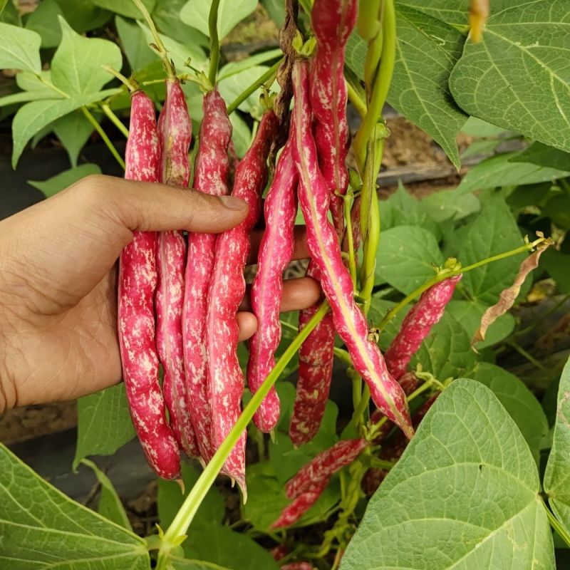 荣鼎红金钩油豆种子孑黄金勾豆角彩色芸豆东北特色蔬菜种子