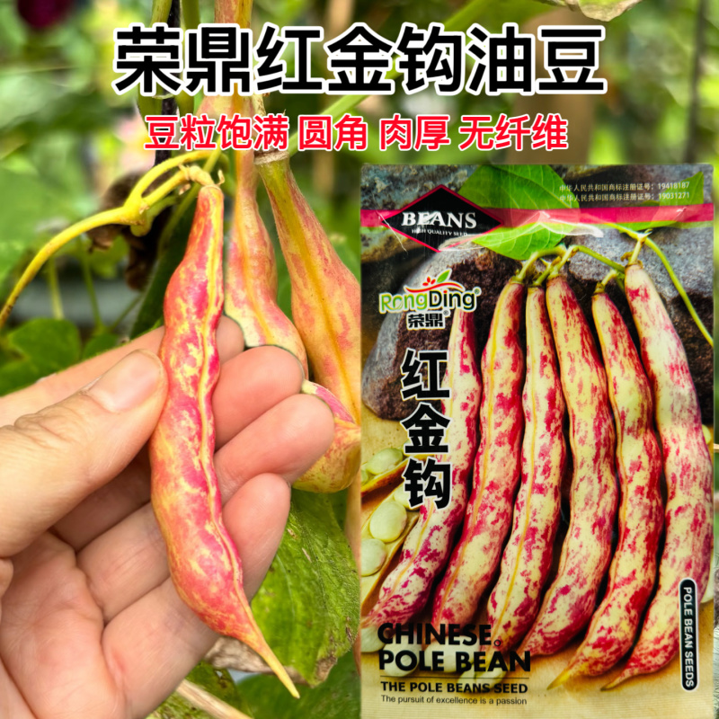 荣鼎红金钩油豆种子孑黄金勾豆角彩色芸豆东北特色蔬菜种子