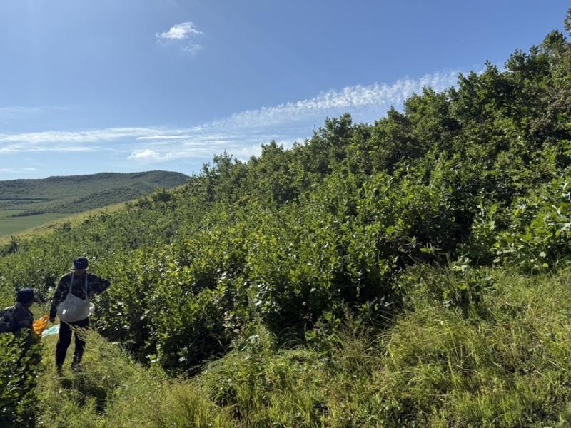 天然野生北纬47度黑土地黑龙江野生黑松露