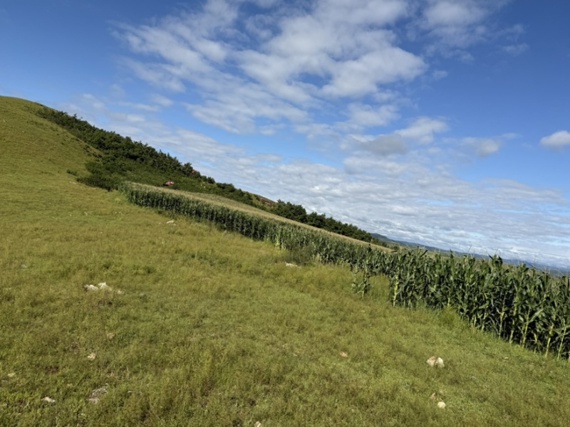 天然野生北纬47度黑土地黑龙江野生黑松露