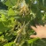 荣鼎黄金钩架豆种子早熟蔓生圆角肉厚阳台庭院播蔬菜春夏豆角