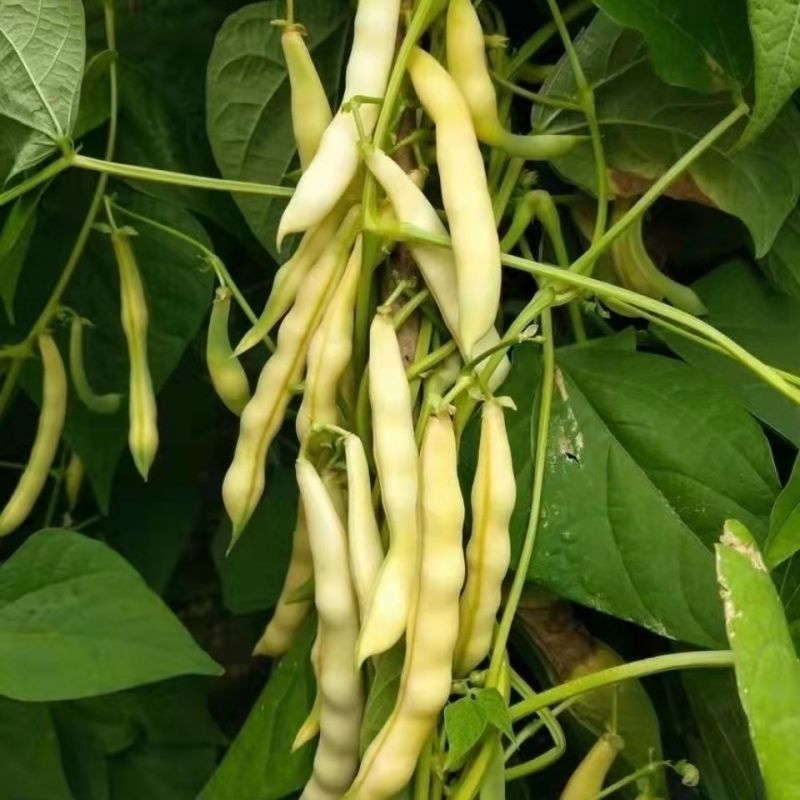 荣鼎黄金钩架豆种子早熟蔓生圆角肉厚阳台庭院播蔬菜春夏豆角