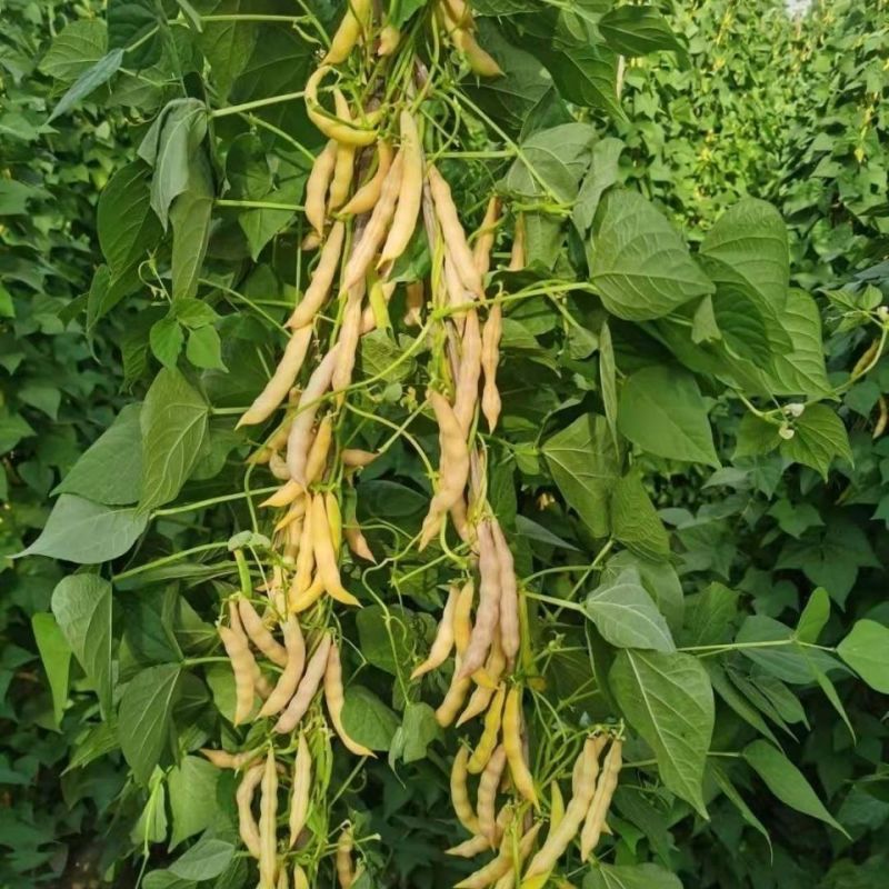 荣鼎黄金钩架豆种子早熟蔓生圆角肉厚阳台庭院播蔬菜春夏豆角