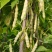 荣鼎黄金钩架豆种子早熟蔓生圆角肉厚阳台庭院播蔬菜春夏豆角