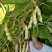 荣鼎黄金钩架豆种子早熟蔓生圆角肉厚阳台庭院播蔬菜春夏豆角