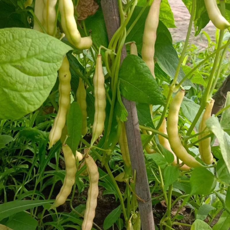 荣鼎黄金钩架豆种子早熟蔓生圆角肉厚阳台庭院播蔬菜春夏豆角