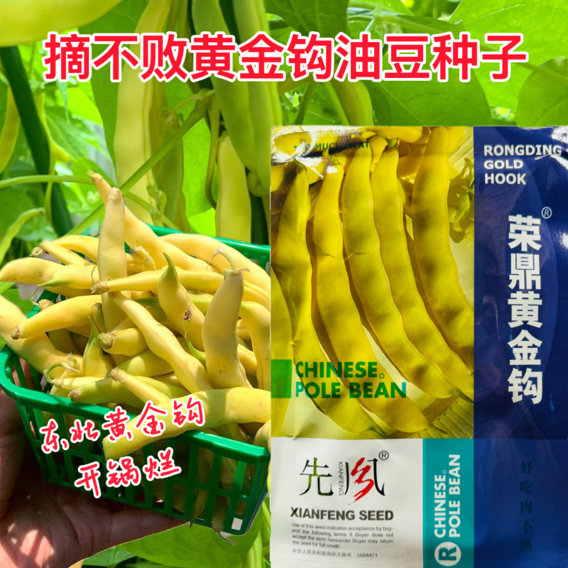 荣鼎黄金钩架豆种子早熟蔓生圆角肉厚阳台庭院播蔬菜春夏豆角