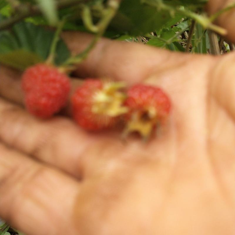 红树莓苗当年结果大苗