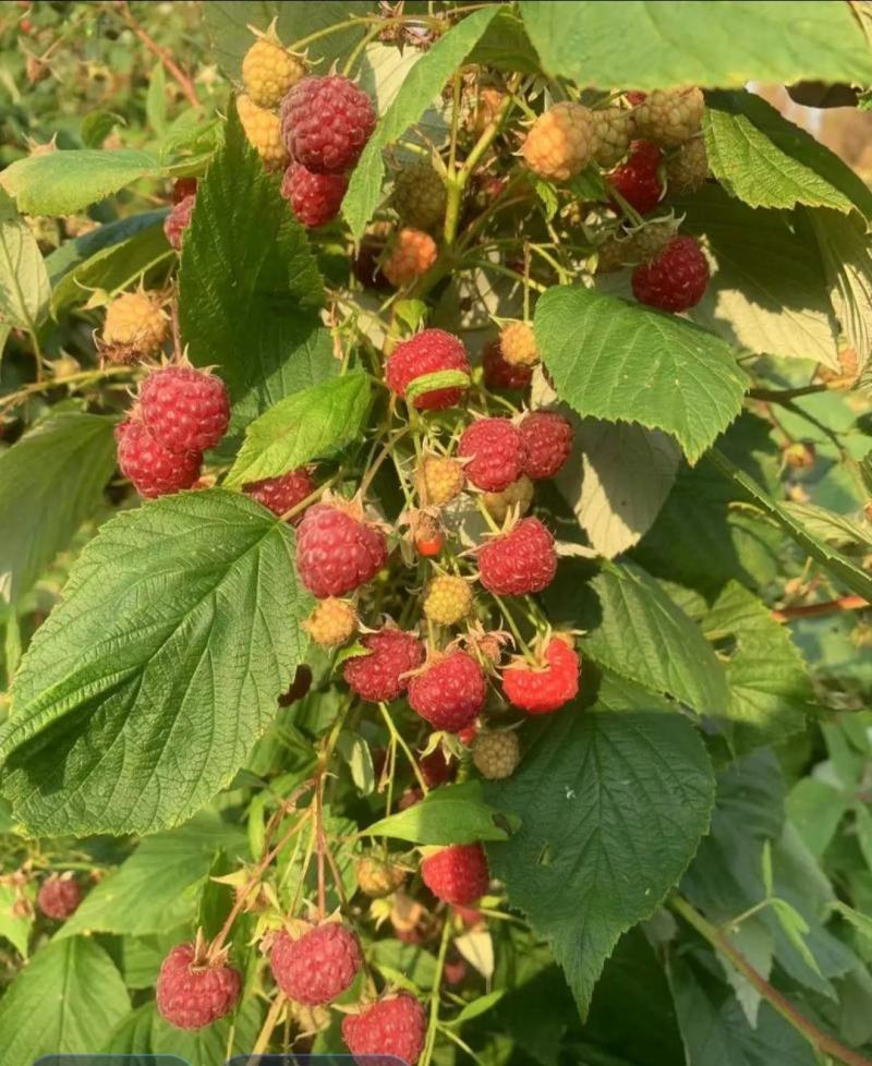 红树莓苗当年结果大苗