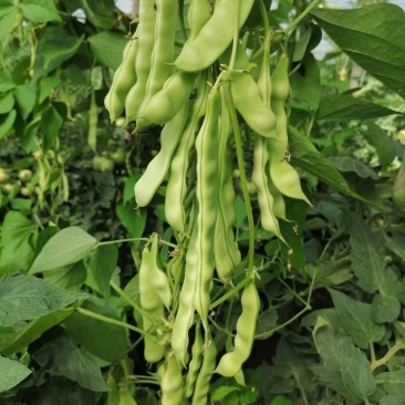 盖世油豆王豆角种子结荚多无筋产量高开锅就烂口感细腻大