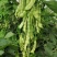 盖世油豆王豆角种子结荚多无筋产量高开锅就烂口感细腻大
