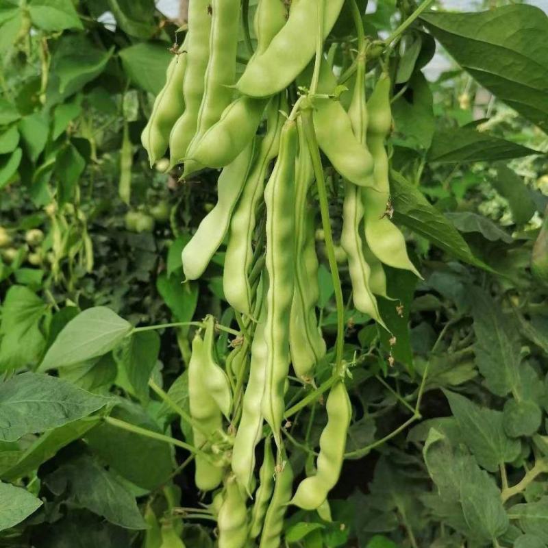 盖世油豆王豆角种子结荚多无筋产量高开锅就烂口感细腻大