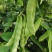 盖世油豆王豆角种子结荚多无筋产量高开锅就烂口感细腻大