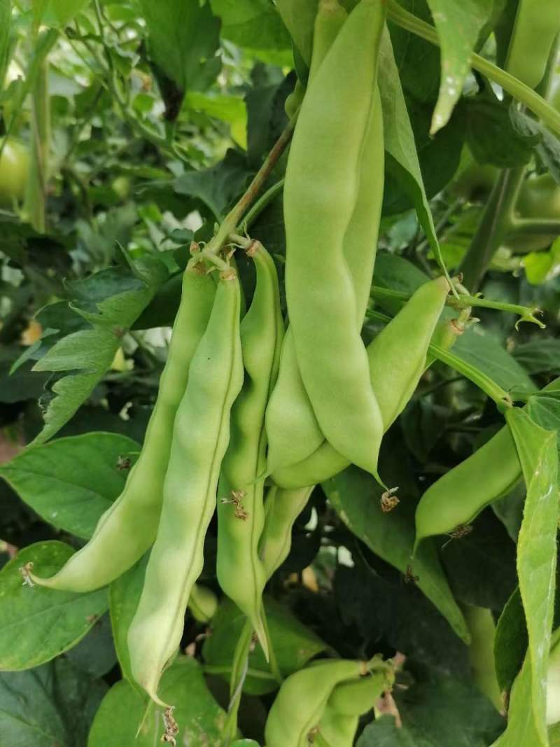 盖世油豆王豆角种子结荚多无筋产量高开锅就烂口感细腻大