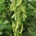 盖世油豆王豆角种子结荚多无筋产量高开锅就烂口感细腻大
