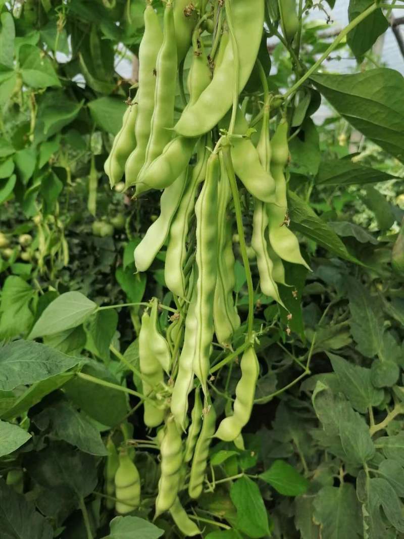 盖世油豆王豆角种子结荚多无筋产量高开锅就烂口感细腻大