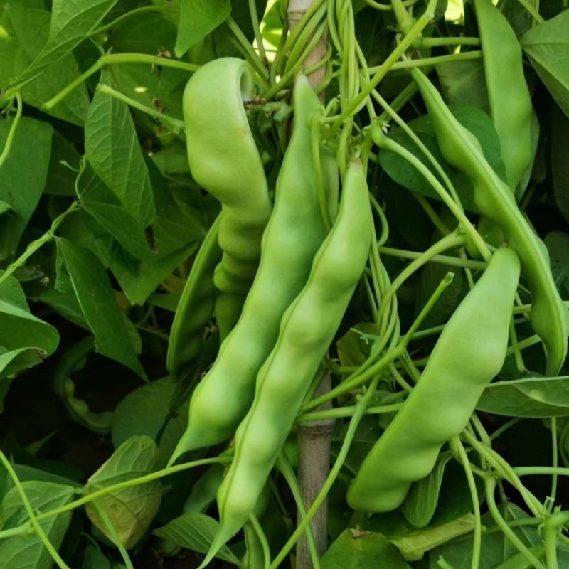 盖世油豆王豆角种子结荚多无筋产量高开锅就烂口感细腻大
