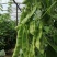 盖世油豆王豆角种子结荚多无筋产量高开锅就烂口感细腻大