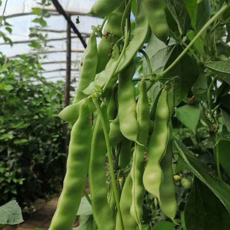 盖世油豆王豆角种子结荚多无筋产量高开锅就烂口感细腻大