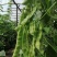 盖世油豆王豆角种子结荚多无筋产量高开锅就烂口感细腻大