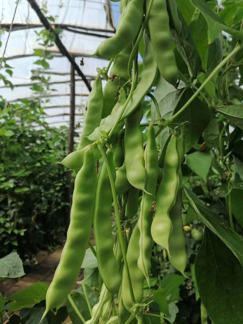 盖世油豆王豆角种子结荚多无筋产量高开锅就烂口感细腻大