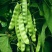 盖世油豆王豆角种子结荚多无筋产量高开锅就烂口感细腻大