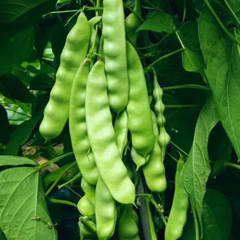 盖世油豆王豆角种子结荚多无筋产量高开锅就烂口感细腻大