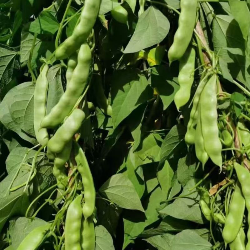 盖世油豆王豆角种子结荚多无筋产量高开锅就烂口感细腻大