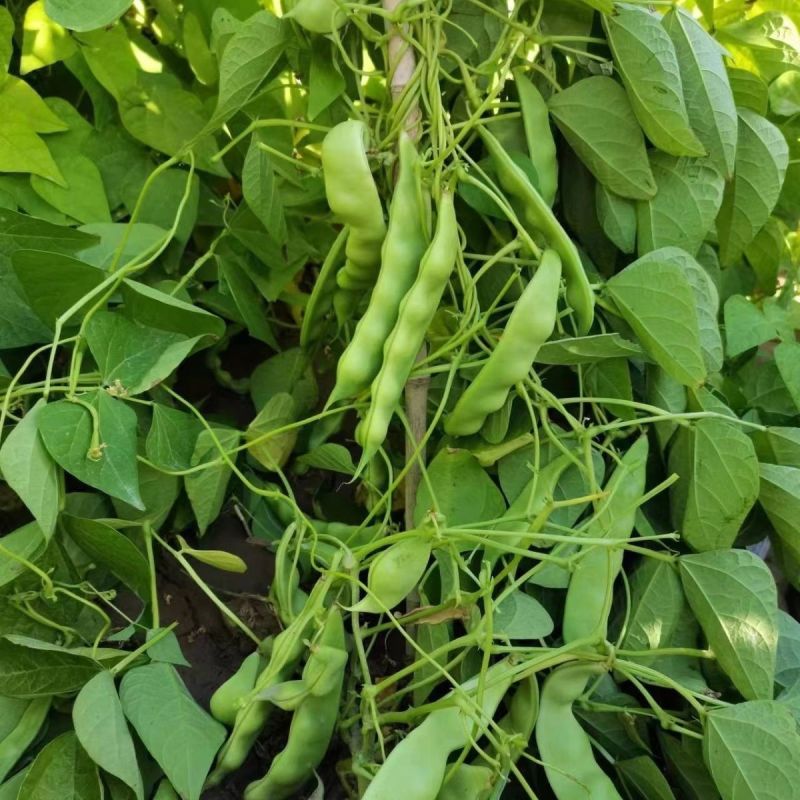 盖世油豆王豆角种子结荚多无筋产量高开锅就烂口感细腻大