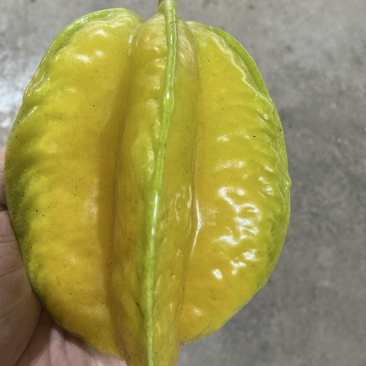 增城杨桃位于福和全国**杨桃产区肉厚饱满清甜爽口