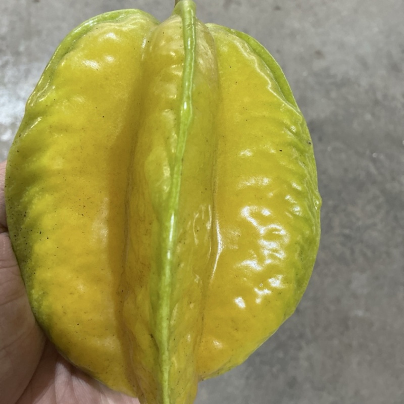 增城杨桃位于福和全国**杨桃产区肉厚饱满清甜爽口