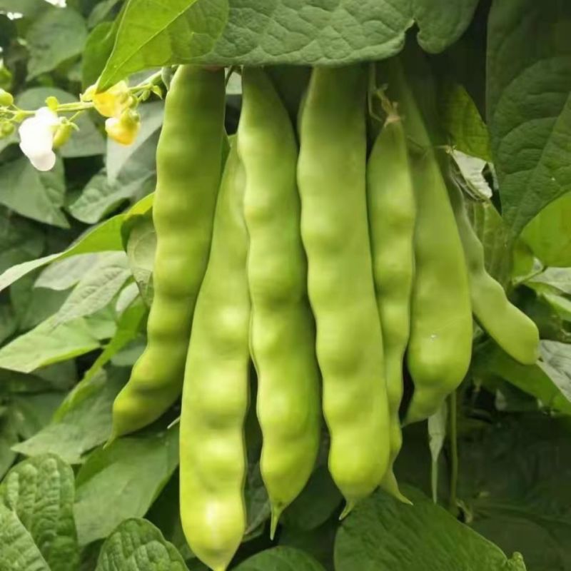 东北太空大油豆角种子农家菜园棚室春夏秋季厚肉扁片豆角