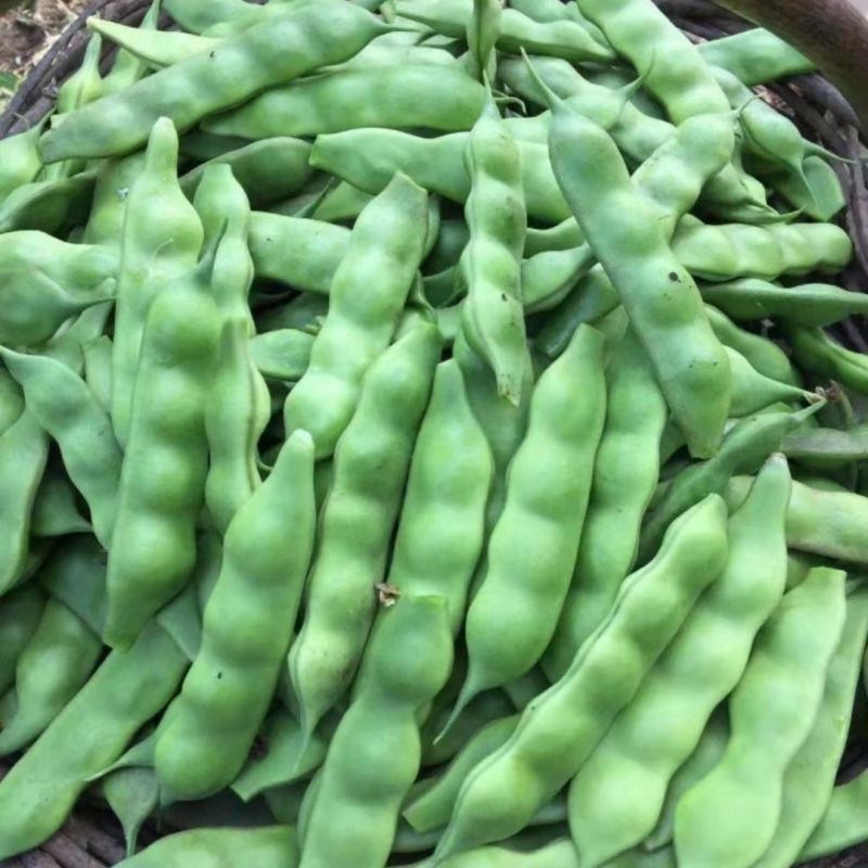 东北太空大油豆角种子农家菜园棚室春夏秋季厚肉扁片豆角