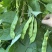 东北太空大油豆角种子农家菜园棚室春夏秋季厚肉扁片豆角