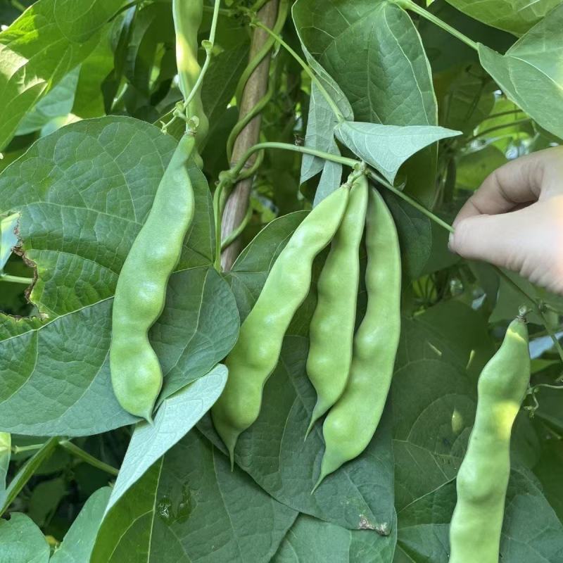 东北太空大油豆角种子农家菜园棚室春夏秋季厚肉扁片豆角