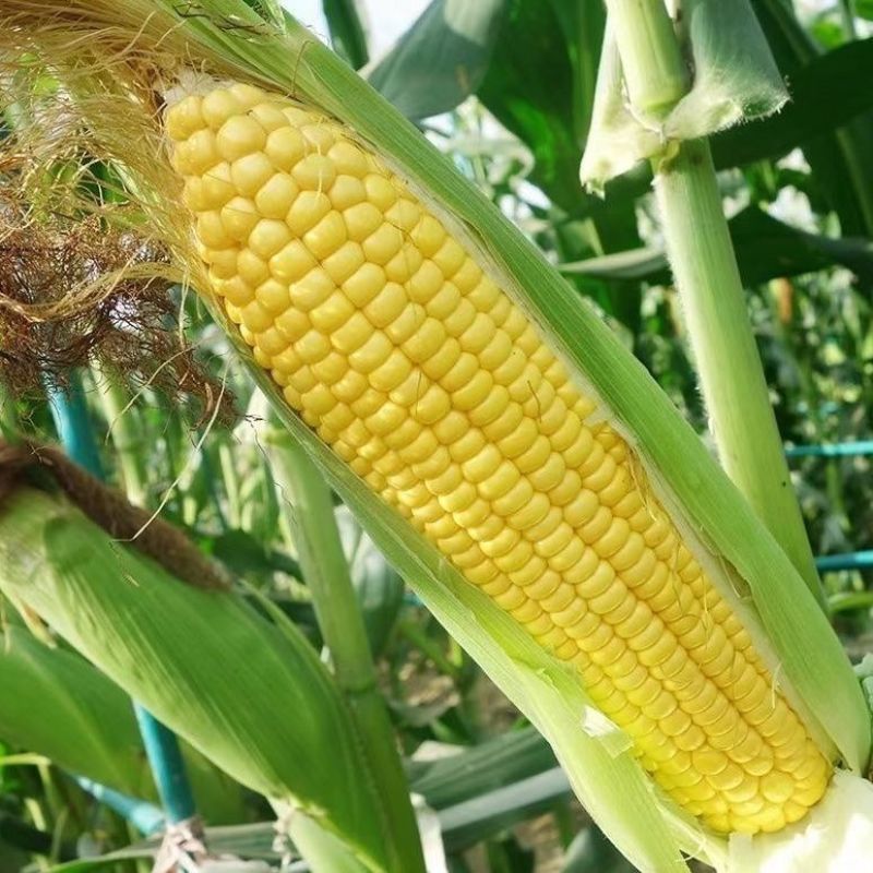 粤甜180新泰系水果玉米种子超甜玉米飞机叶高产大棒鲜食玉