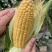 粤甜180新泰系水果玉米种子超甜玉米飞机叶高产大棒鲜食玉