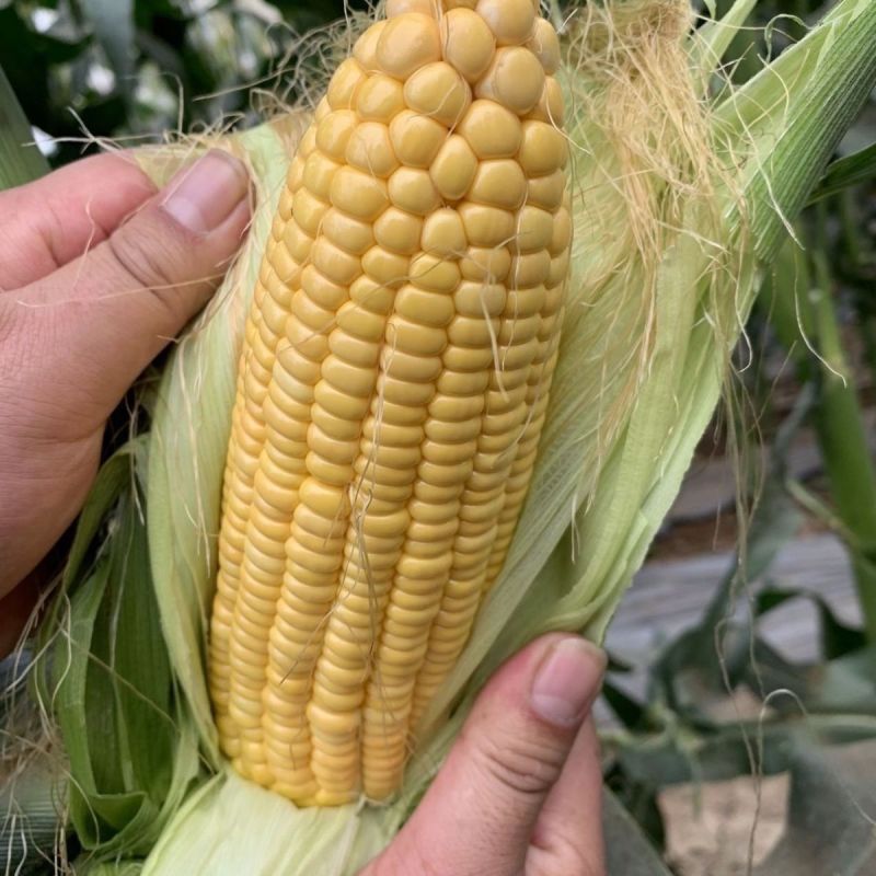 粤甜180新泰系水果玉米种子超甜玉米飞机叶高产大棒鲜食玉