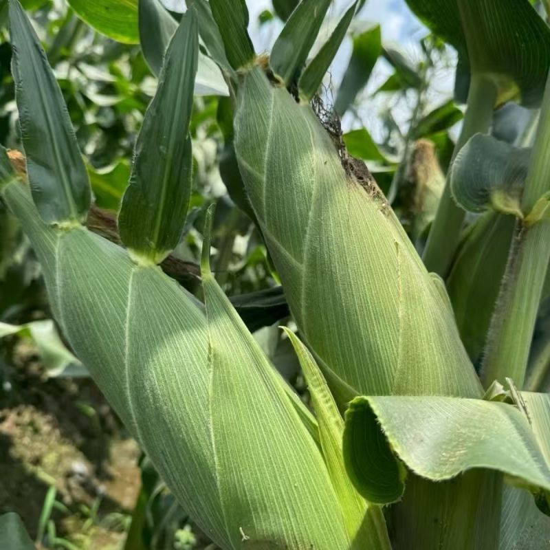 粤甜180新泰系水果玉米种子超甜玉米飞机叶高产大棒鲜食玉
